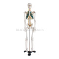 85cm Skeleton dengan saraf tulang belakang